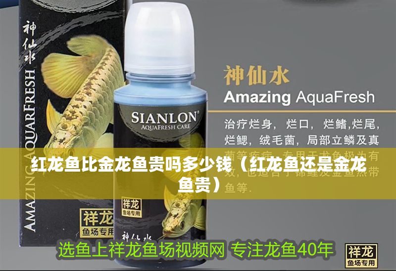 紅龍魚比金龍魚貴嗎多少錢（紅龍魚還是金龍魚貴）
