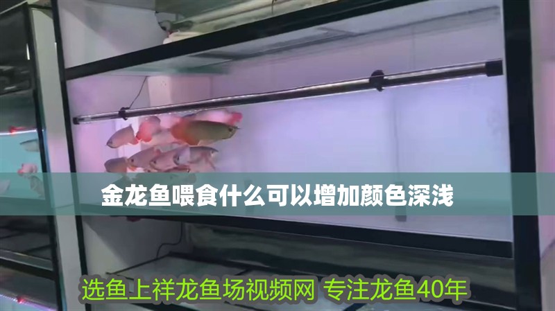 金龍魚喂食什么可以增加顏色深淺 金龍魚喂食什么可以增加顏色深淺 龍魚百科 第2張
