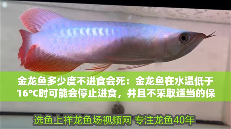 金龍魚多少度不進食會死：金龍魚在水溫低于16℃時可能會停止進食，并且不采取適當的保暖措施