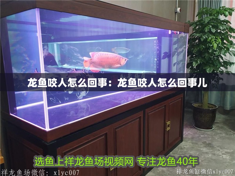 龍魚咬人怎么回事:龍魚咬人怎么回事兒 水族問答 龍魚咬人怎么回事:龍魚咬人怎么回事兒 龍魚咬人怎么回事:龍魚咬人怎么回事兒 水族問答