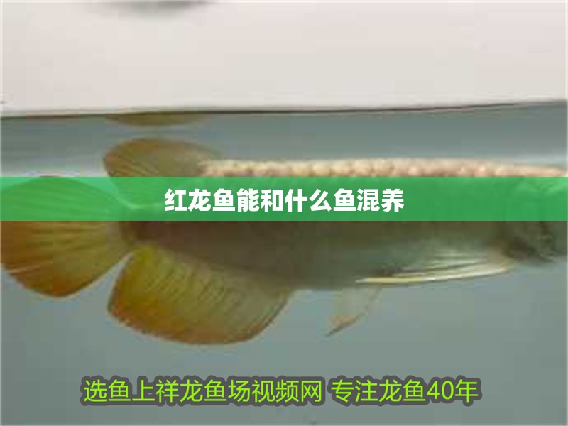 紅龍魚能和什么魚混養
