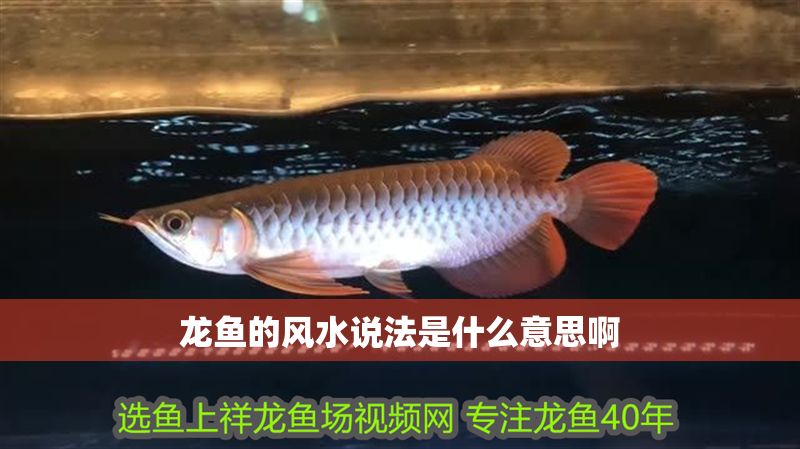 龍魚的風水說法是什么意思啊 龍魚的風水說法是什么意思啊 龍魚百科 第2張