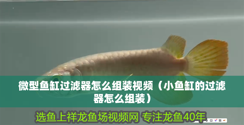 微型魚缸過濾器怎么組裝視頻（小魚缸的過濾器怎么組裝）