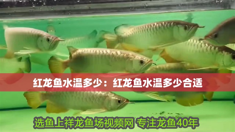 紅龍魚水溫多少：紅龍魚水溫多少合適