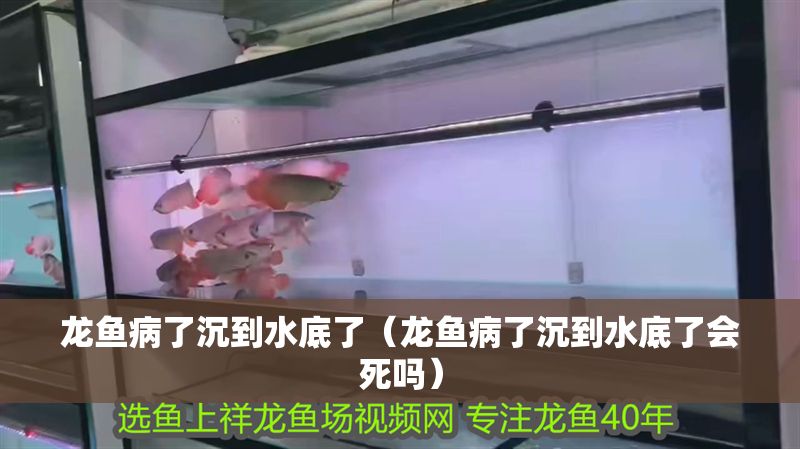 龍魚(yú)病了沉到水底了（龍魚(yú)病了沉到水底了會(huì)死嗎）