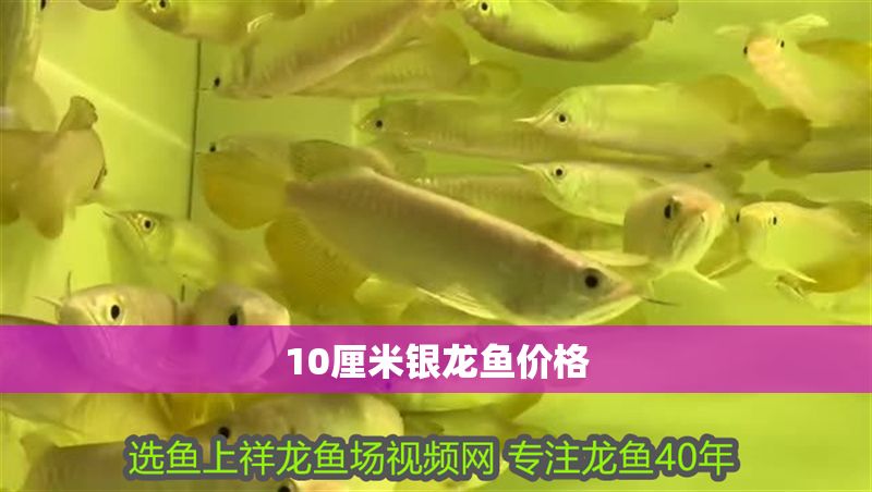 10厘米銀龍魚價(jià)格