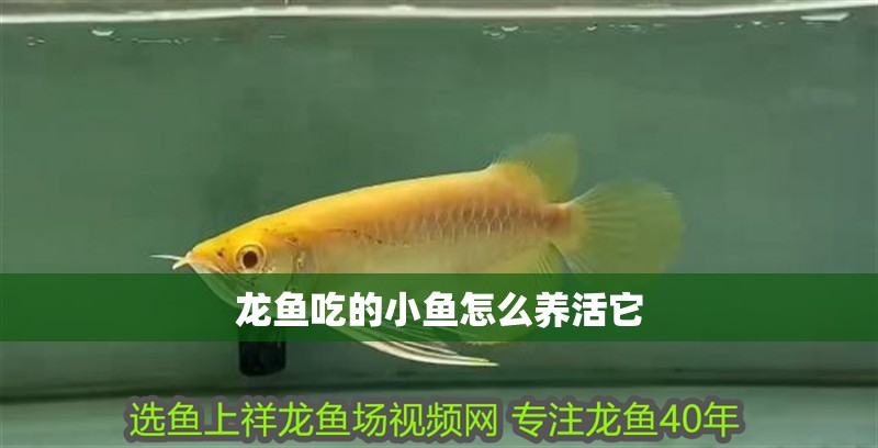 龍魚吃的小魚怎么養活它 龍魚百科 第2張 龍魚吃的小魚怎么養活它 龍魚吃的小魚怎么養活它 龍魚百科 第2張