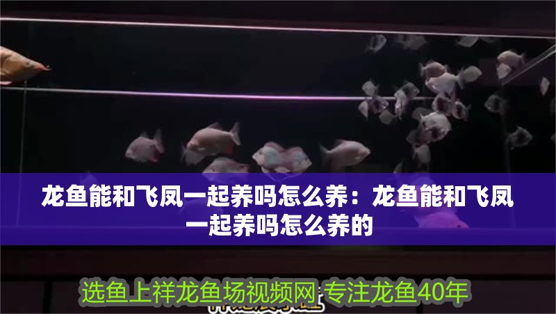 龍魚能和飛鳳一起養嗎怎么養：龍魚能和飛鳳一起養嗎怎么養的 龍魚能和飛鳳一起養嗎怎么養：龍魚能和飛鳳一起養嗎怎么養的 水族問答