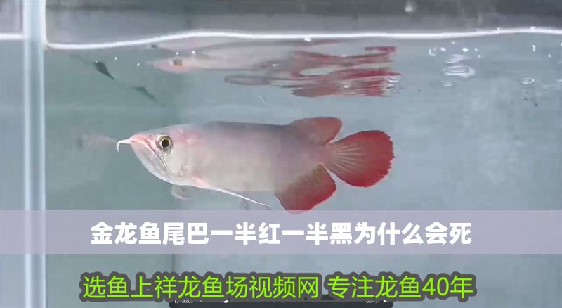 金龍魚尾巴一半紅一半黑為什么會(huì)死