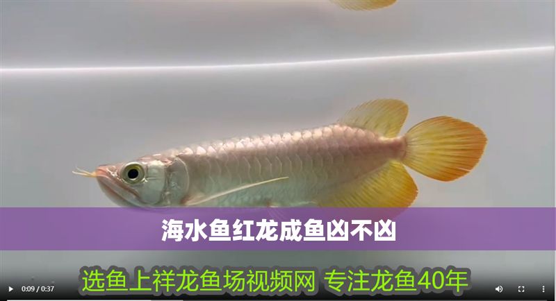海水魚紅龍成魚兇不兇