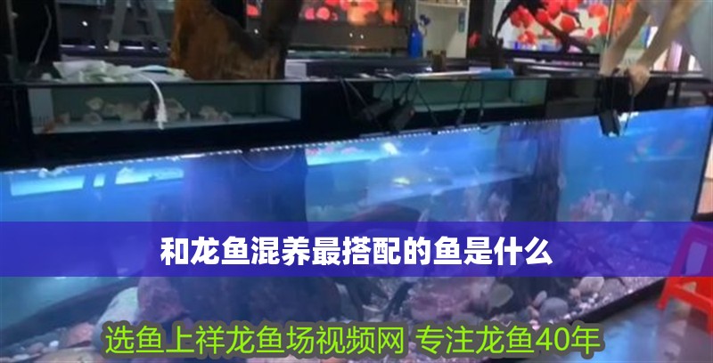 和龍魚混養(yǎng)最搭配的魚是什么
