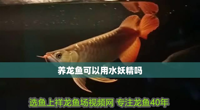 養(yǎng)龍魚(yú)可以用水妖精嗎