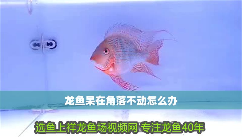 龍魚呆在角落不動怎么辦