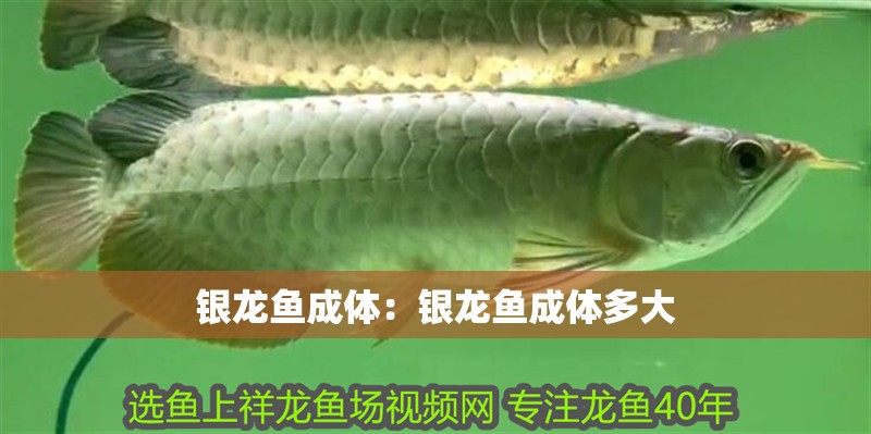 銀龍魚成體：銀龍魚成體多大 銀龍魚成體：銀龍魚成體多大 水族問答
