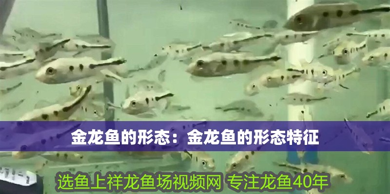 金龍魚的形態：金龍魚的形態特征