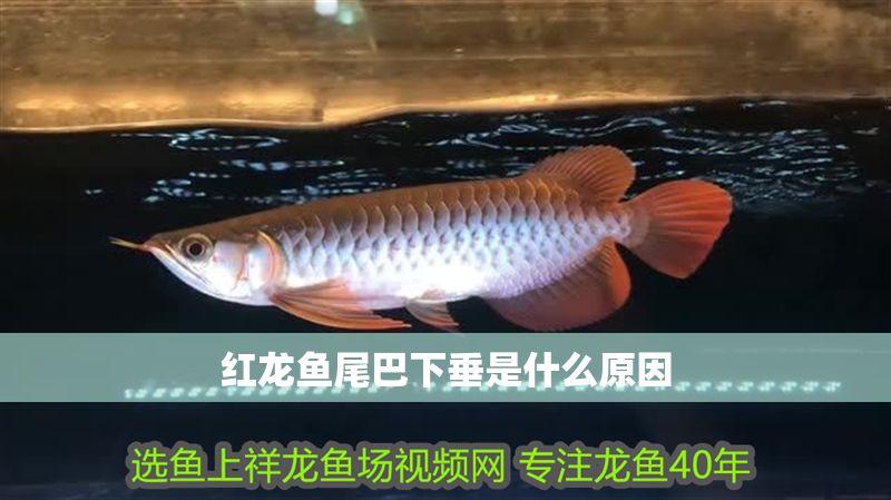 紅龍魚尾巴下垂是什么原因