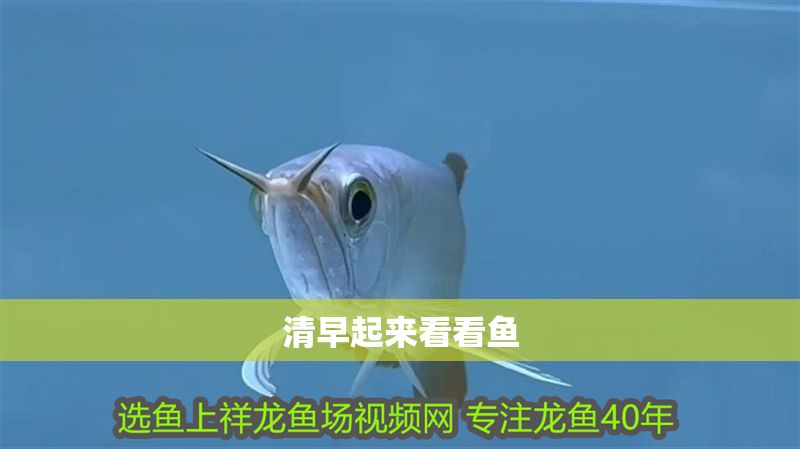 清早起來看看魚
