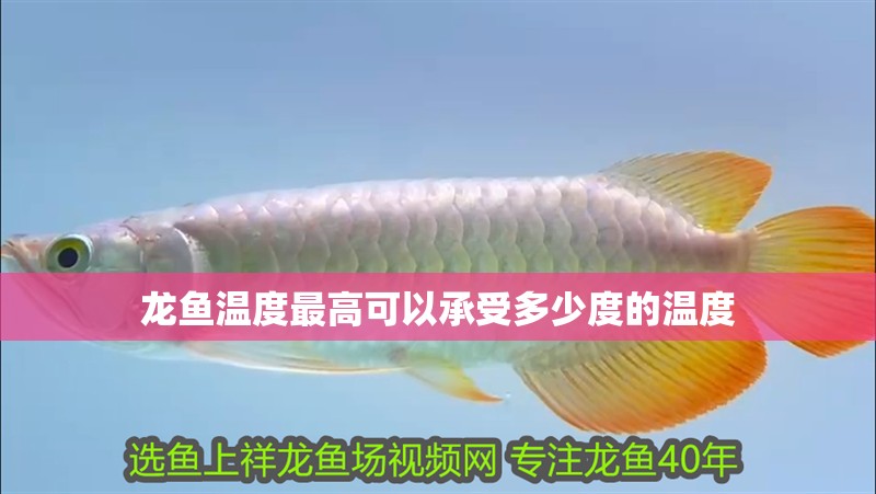 龍魚溫度最高可以承受多少度的溫度 龍魚溫度最高可以承受多少度的溫度 龍魚百科 第2張