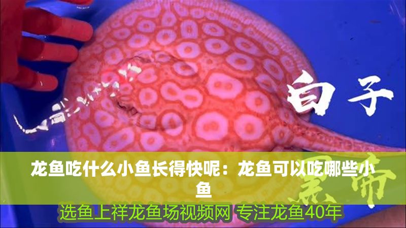 龍魚吃什么小魚長得快呢：龍魚可以吃哪些小魚