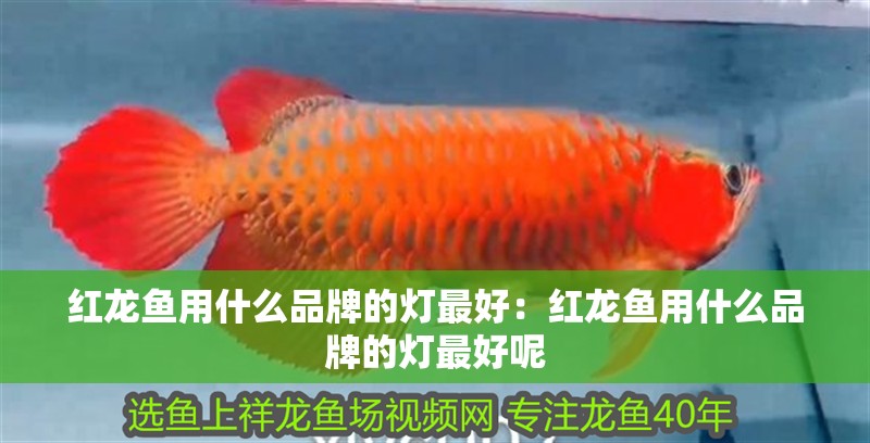 紅龍魚用什么品牌的燈最好：紅龍魚用什么品牌的燈最好呢