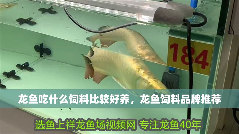 龍魚吃什么飼料比較好養，龍魚飼料品牌推薦