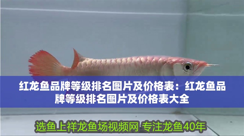 紅龍魚品牌等級排名圖片及價格表：紅龍魚品牌等級排名圖片及價格表大全