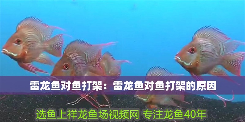 雷龍魚對魚打架：雷龍魚對魚打架的原因