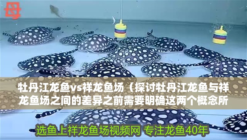 牡丹江龍魚vs祥龍魚場(探討牡丹江龍魚與祥龍魚場之間的差異之前需要明確這兩個概念所指的對象) 全國水族館企業名錄 第1張 牡丹江龍魚vs祥龍魚場(探討牡丹江龍魚與祥龍魚場之間的差異之前需要明確這兩個概念所指的對象) 牡丹江龍魚vs祥龍魚場(探討牡丹江龍魚與祥龍魚場之間的差異之前需要明確這兩個概念所指的對象) 全國水族館企業名錄 第1張