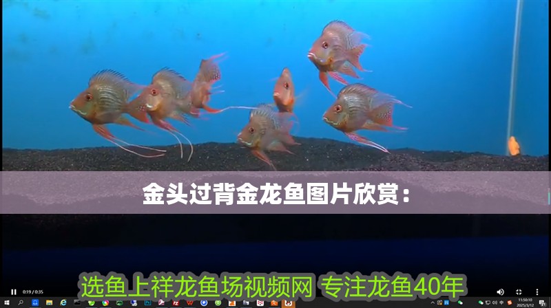 金頭過背金龍魚圖片欣賞：