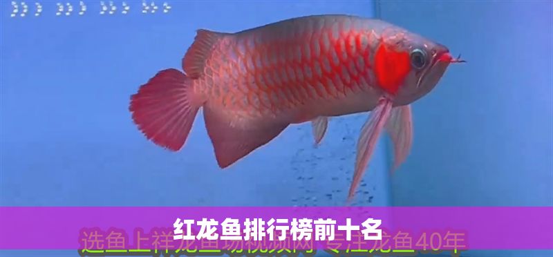 紅龍魚(yú)排行榜前十名