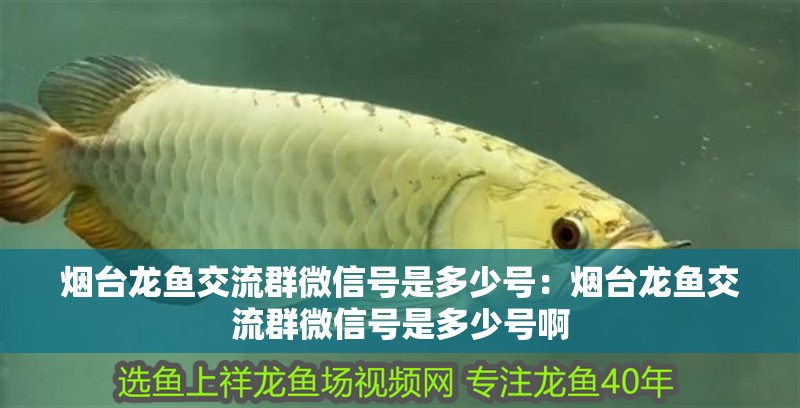 煙臺龍魚交流群微信號是多少號：煙臺龍魚交流群微信號是多少號啊