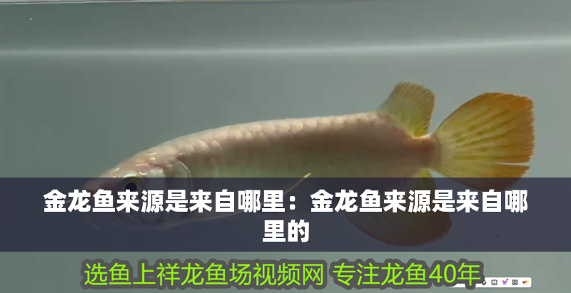 金龍魚來源是來自哪里：金龍魚來源是來自哪里的