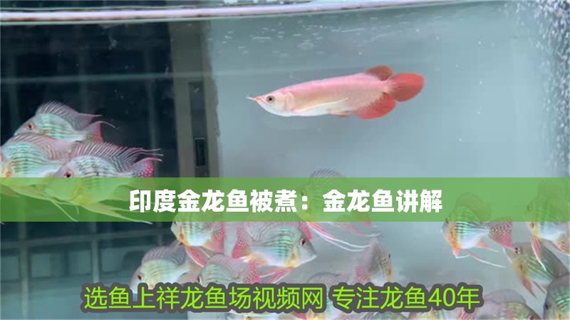 印度金龍魚被煮：金龍魚講解