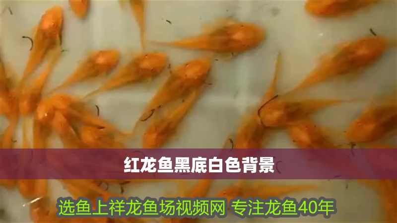 紅龍魚黑底白色背景 紅龍魚黑底白色背景 龍魚百科 第1張