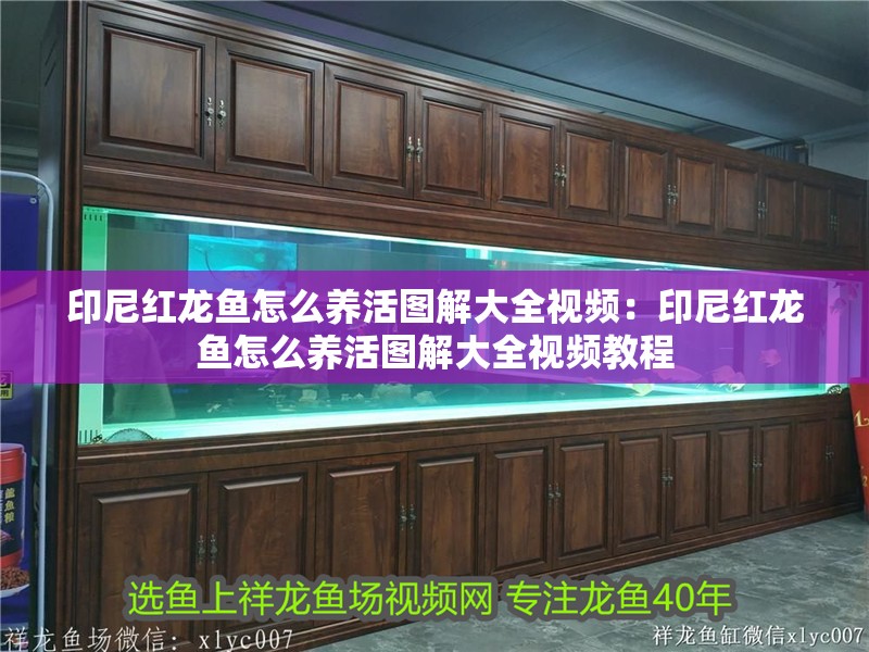 豬鼻龜是哪里的物種圖片及名稱視頻講解(豬鼻龜原產(chǎn)地)