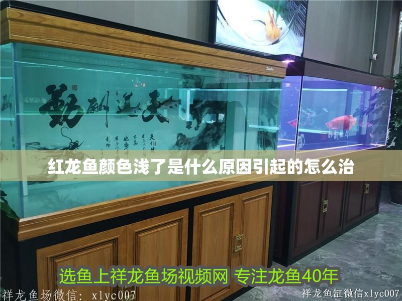 紅龍魚顏色淺了是什么原因引起的怎么治