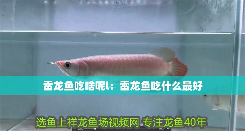 雷龍魚吃啥呢l：雷龍魚吃什么最好 雷龍魚吃啥呢l：雷龍魚吃什么最好 水族問答