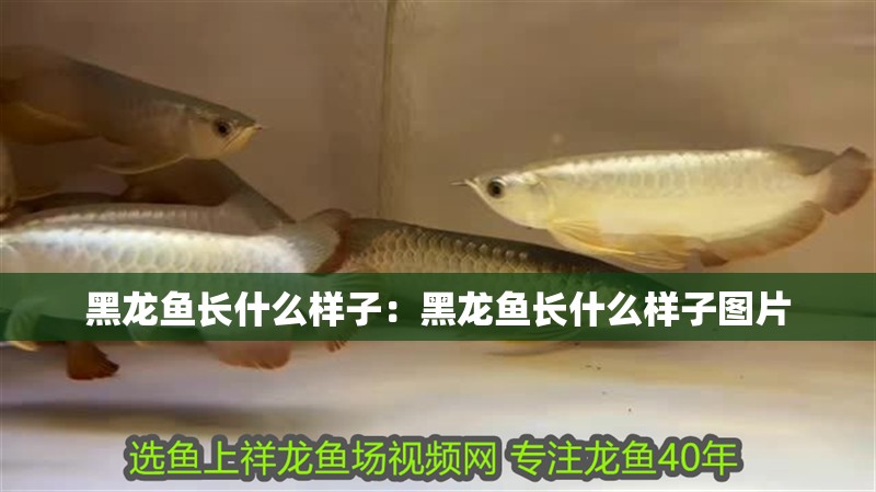 黑龍魚長什么樣子：黑龍魚長什么樣子圖片