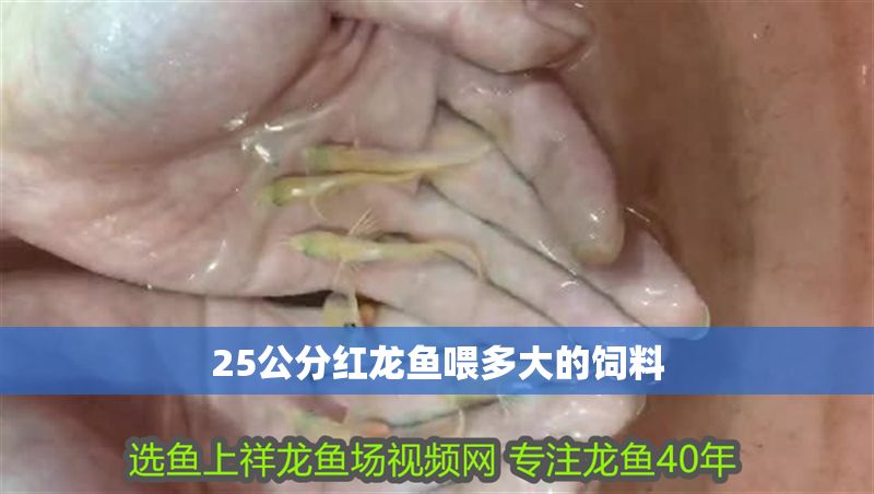 25公分紅龍魚喂多大的飼料