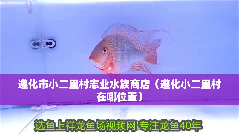 遵化市小二里村志業水族商店（遵化小二里村在哪位置）