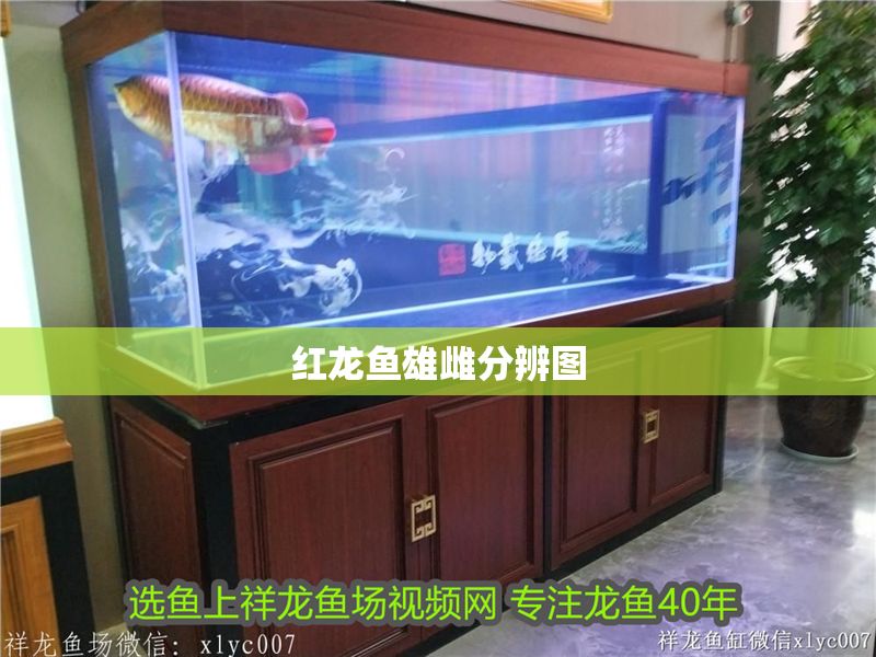 紅龍魚雄雌分辨圖