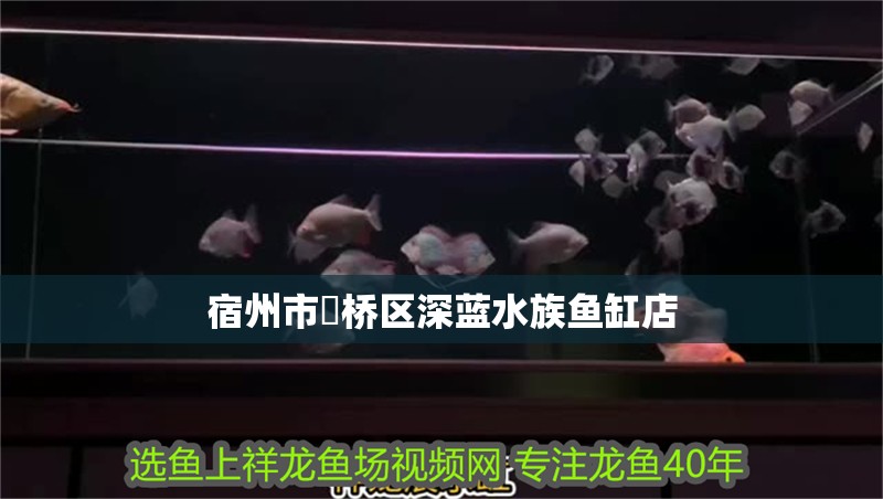 宿州市埇橋區深藍水族魚缸店