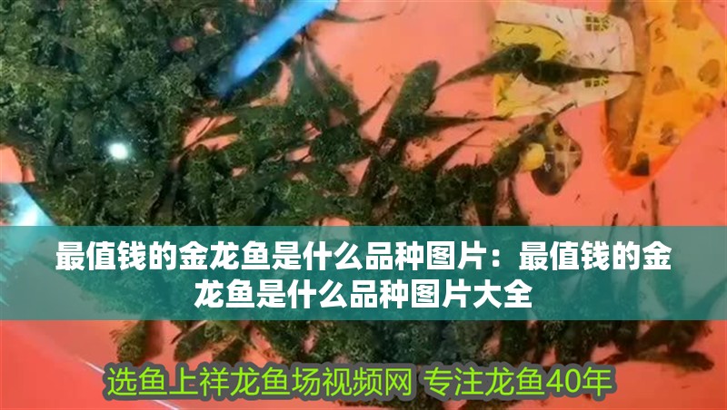 最值錢的金龍魚是什么品種圖片：最值錢的金龍魚是什么品種圖片大全
