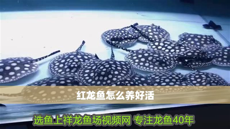 紅龍魚怎么養好活