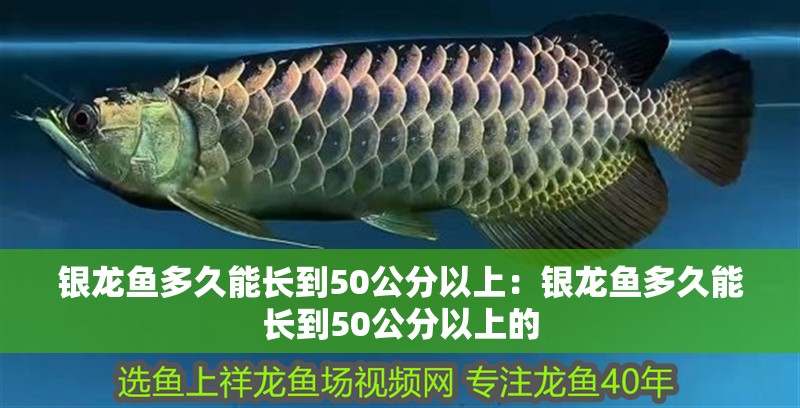 銀龍魚多久能長到50公分以上：銀龍魚多久能長到50公分以上的