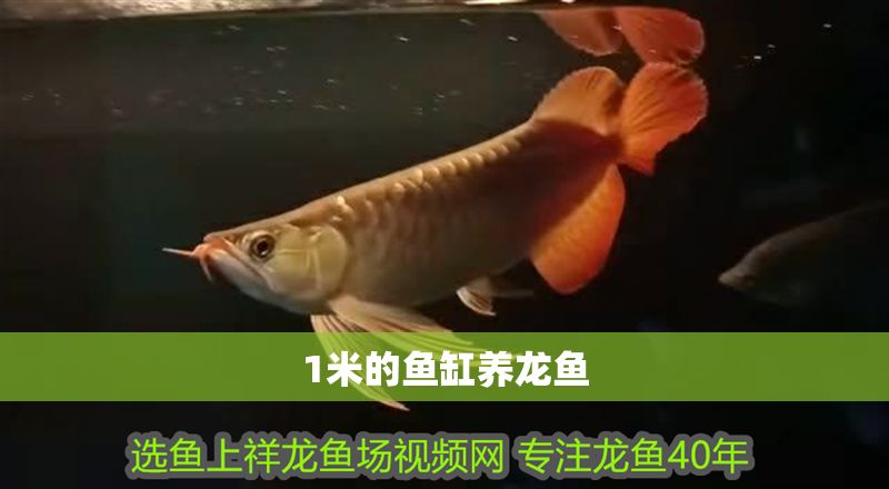 1米的魚缸養龍魚