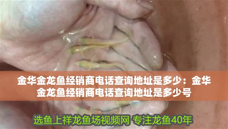 金華金龍魚經銷商電話查詢地址是多少：金華金龍魚經銷商電話查詢地址是多少號