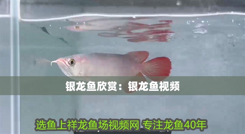 銀龍魚欣賞：銀龍魚視頻 銀龍魚欣賞：銀龍魚視頻 水族問答