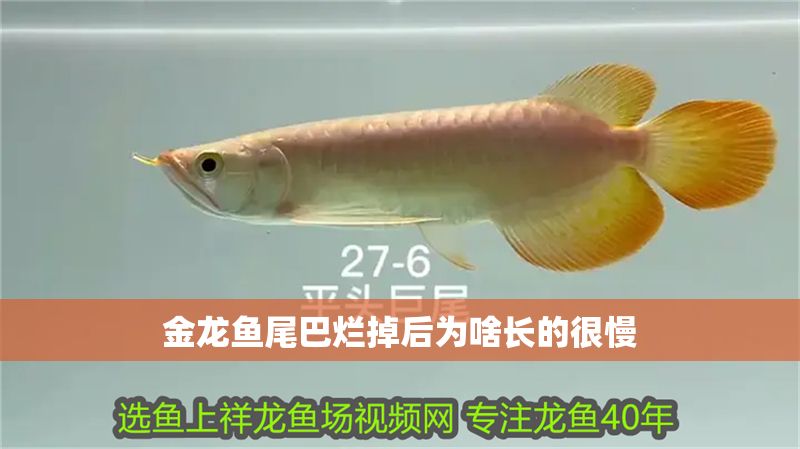 金龍魚尾巴爛掉后為啥長(zhǎng)的很慢