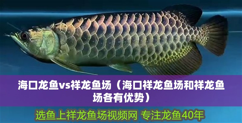 海口龍魚vs祥龍魚場（海口祥龍魚場和祥龍魚場各有優勢）